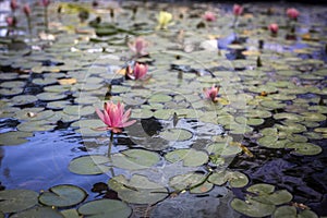 Pink water lilies in pond tightened the surface of the water.