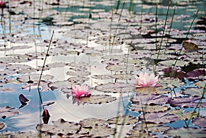 Acqua giglio 