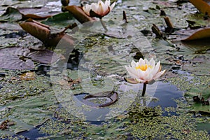 Pink water lilies in summer pond. Blooming lotus with big leaves. Summer nature concept. Swamp land nature.