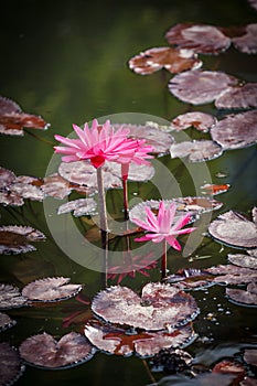Pink Water Lilies Vertical Nymphaeaceae