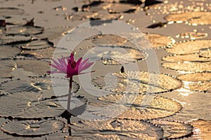 Pink Water Lillie\'s in Thailand