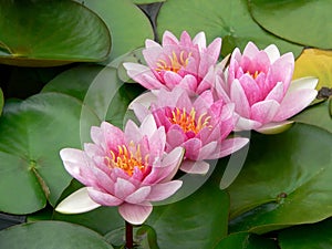 Pink Water Lillies