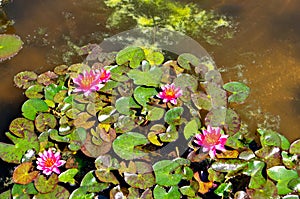 Pink Water lillies Botanical Garden, Padua, Italy