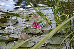 Pink water lillies flower on pond