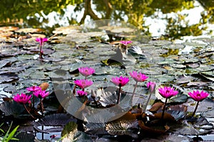 Pink water lillies in a natural pond in Trinidad and Tobago