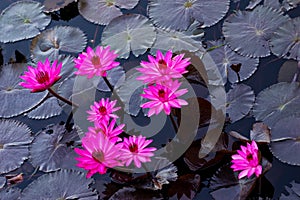 Pink water lillies in a natural pond in Trinidad and Tobago