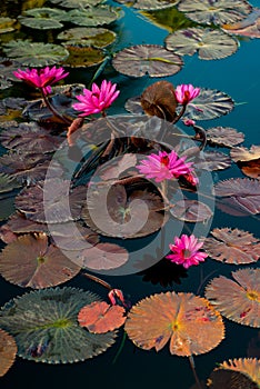 Pink water lillies in a natural pond in Trinidad and Tobago