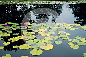 Pink water lillies Nymphaea pubescens in a pond