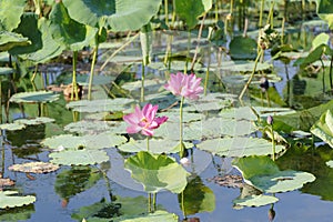 Pink Water Lillies, Yellow River, Australia