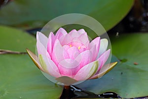 Pink Water Lilly