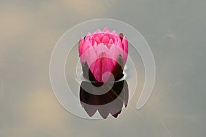 Pink Water Lilly