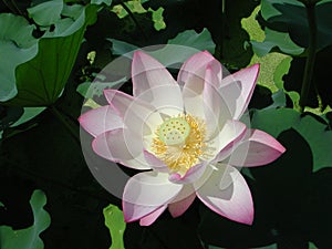 Pink water lilly