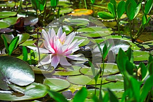 Pink water lilly blossom in a pond