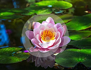 Pink water lilly blossom in a pond