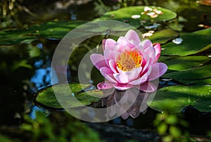 Pink water lilly blossom in a pond