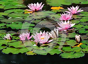 Pink water lilly blossoms in a pond