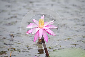 Pink water lilly flower