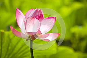 Pink water lilly flower
