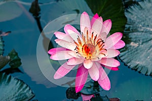 Pink water Lilly flower fully bloomed