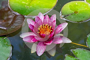 pink water lilly in the garden pond 01