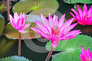 Pink Water lilly