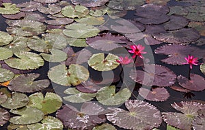 Pink water lilly with leaves