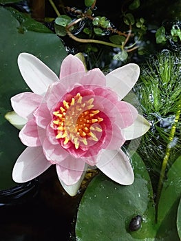 Pink Water Lilly in my garden