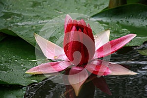 Pink water lilly in pond