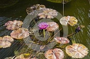 Pink water lilly at the pond