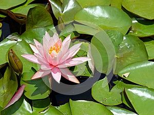 Pink Water Lily