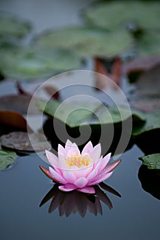 Pink Water Lily 1