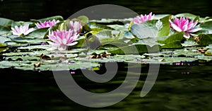 Pink water lily