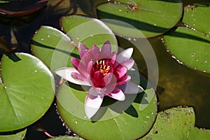 Pink water lily