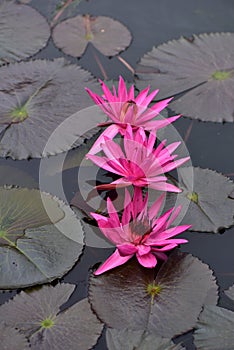 Pink water lily