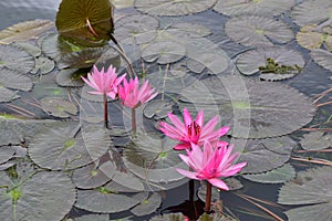 Pink water lily