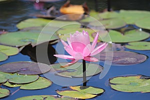 Pink water lily
