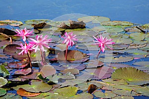 Pink water lily