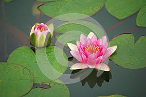 Pink water lily