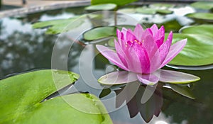 Pink water lily