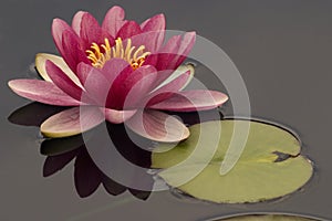 Pink Water Lily