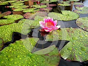 Pink Water Lily