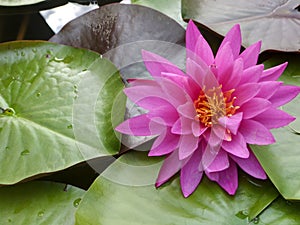 Pink water lily