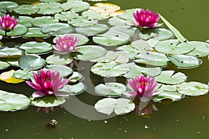 Pink water lily