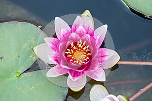 Pink water lily .