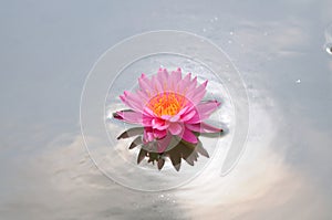 A Pink Water Lily backlighted