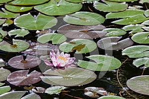 Pink Water Lily Bloom