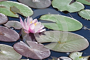 Pink Water Lily Bloom
