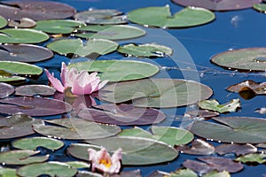 Pink Water Lily Bloom