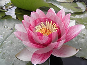 Pink water lily in bloom photo