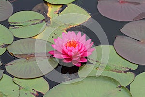 Pink water lily in bloom